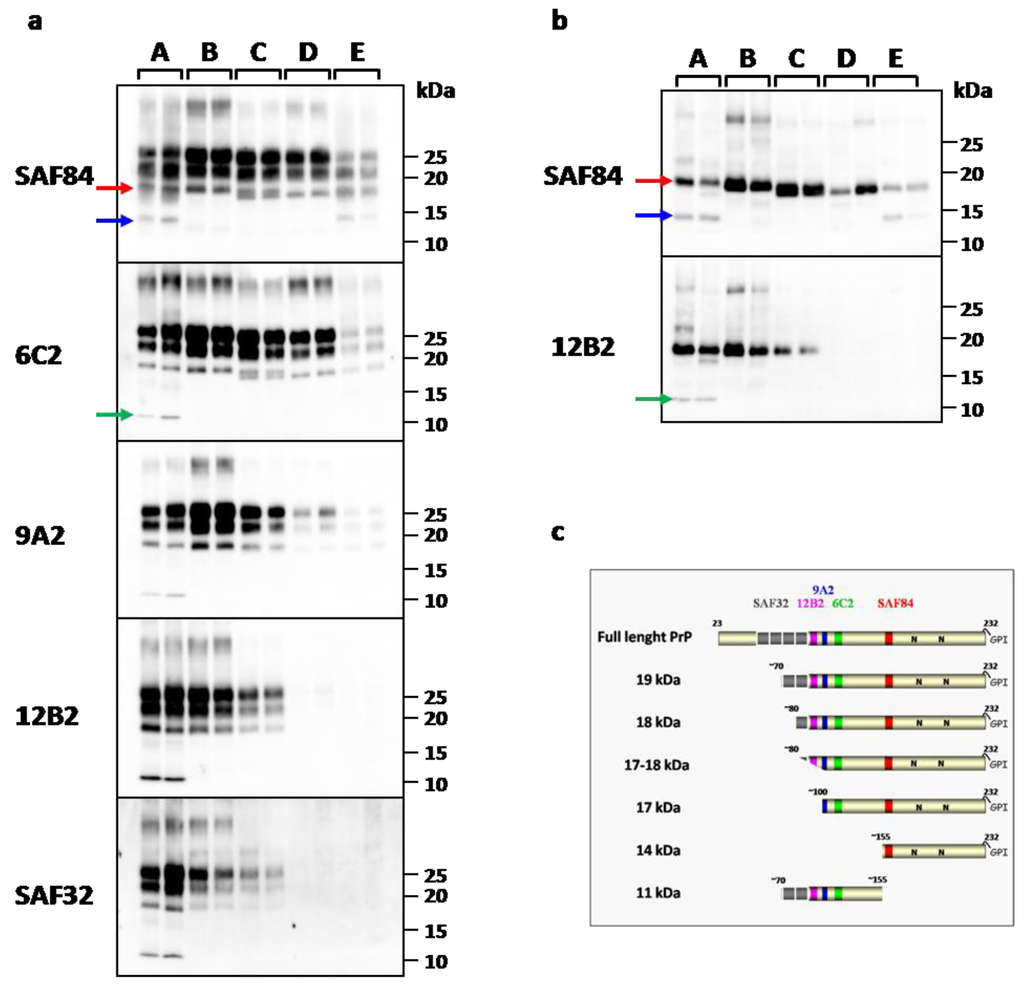 Pathogens 02 00446 g002 1024