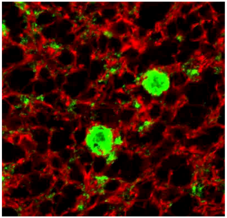 Pathogens 02 00472 g019 1024