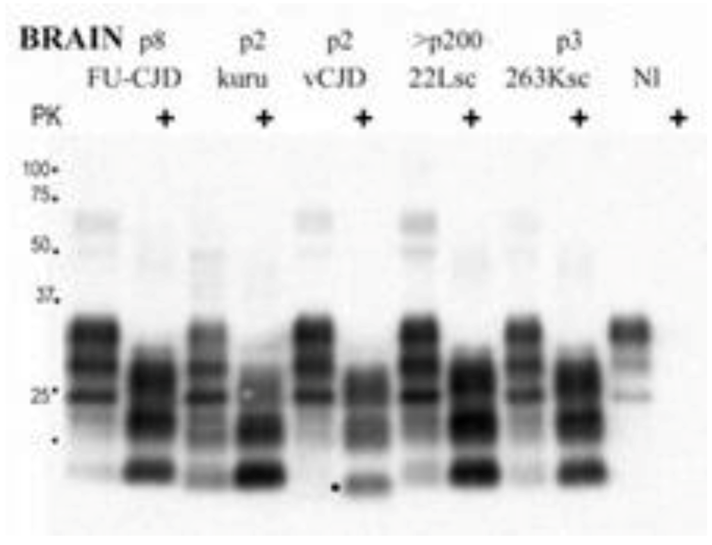 Pathogens 02 00472 g021 1024