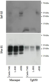 Pathogens 02 00520 g004 200