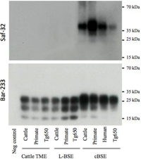 Pathogens 02 00520 g005 200