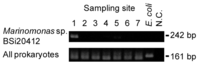 Pathogens 02 00591 g004 200