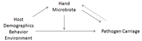 Pathogens 03 00001 g001 200