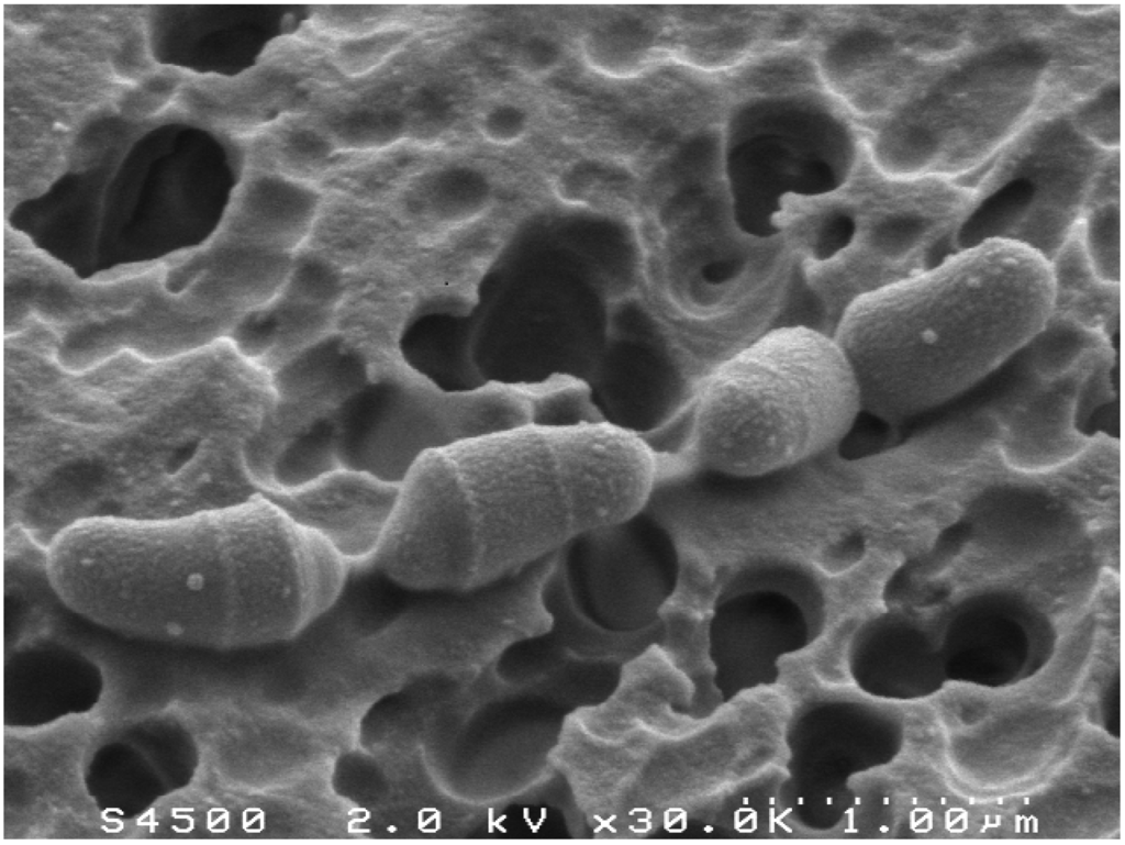 Pathogens 03 00014 g002 1024