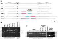 Pathogens 03 00025 g003 200