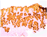 Pathogens 03 00073 g001 200