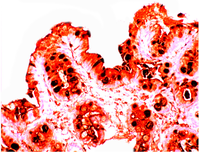 Pathogens 03 00073 g002 200