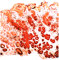 Pathogens 03 00073 g005 200