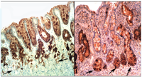 Pathogens 03 00073 g006 200