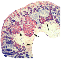 Pathogens 03 00073 g007 200