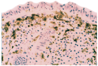 Pathogens 03 00073 g012 200