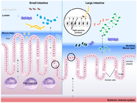 Pathogens 03 00187 g003 200