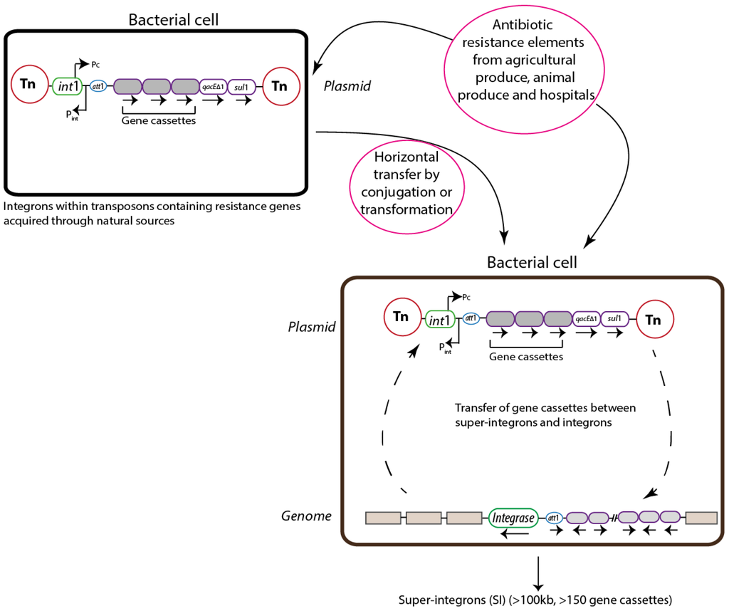 Pathogens 03 00238 g001 1024