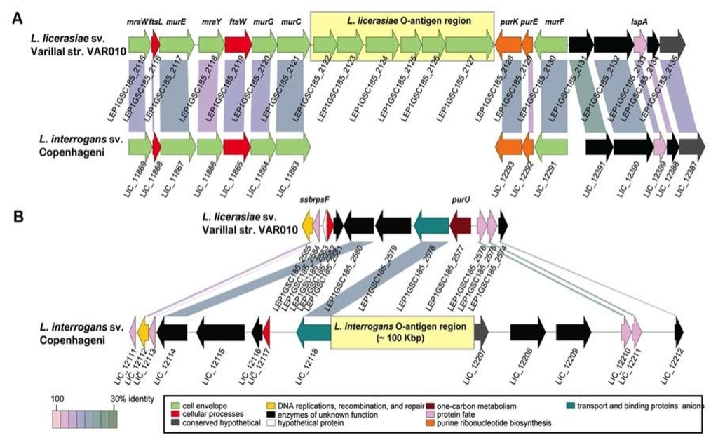 Pathogens 03 00280 g003 1024