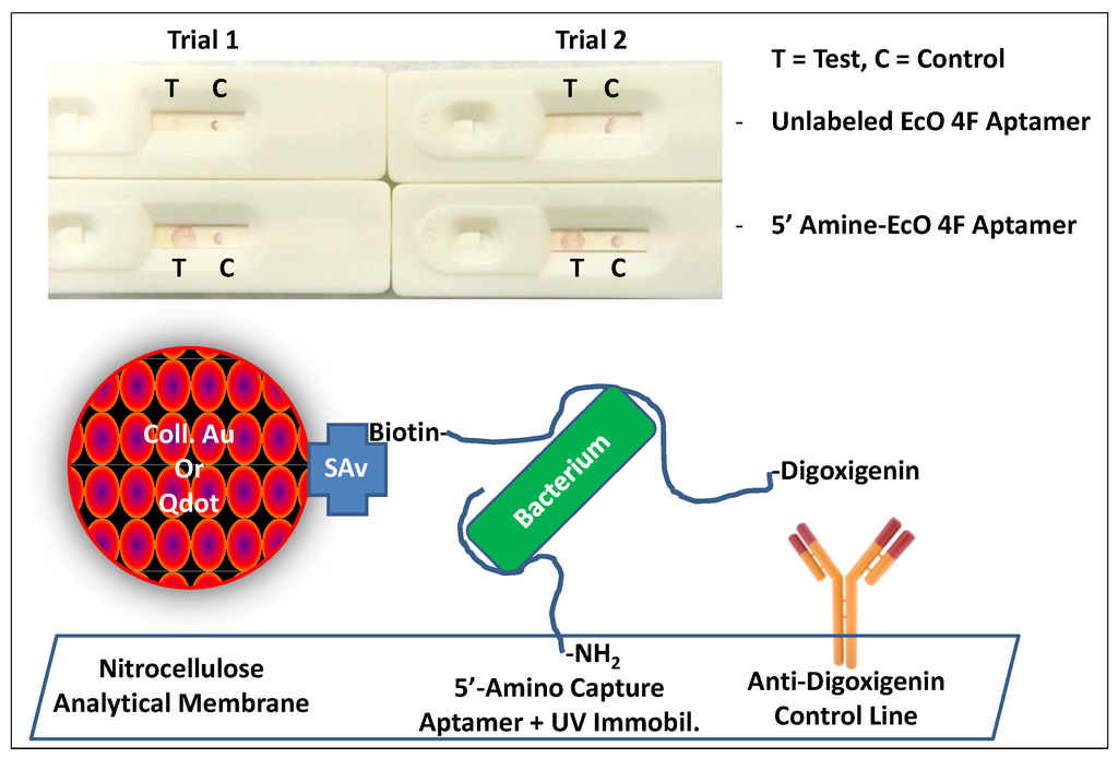 Pathogens 03 00341 g001 1024
