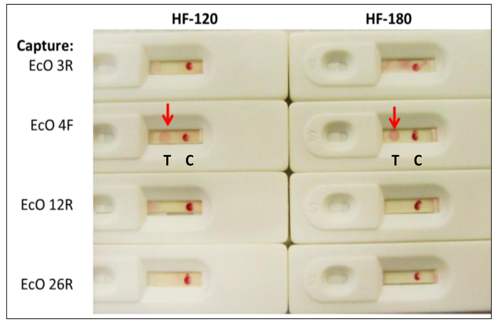 Pathogens 03 00341 g002 1024