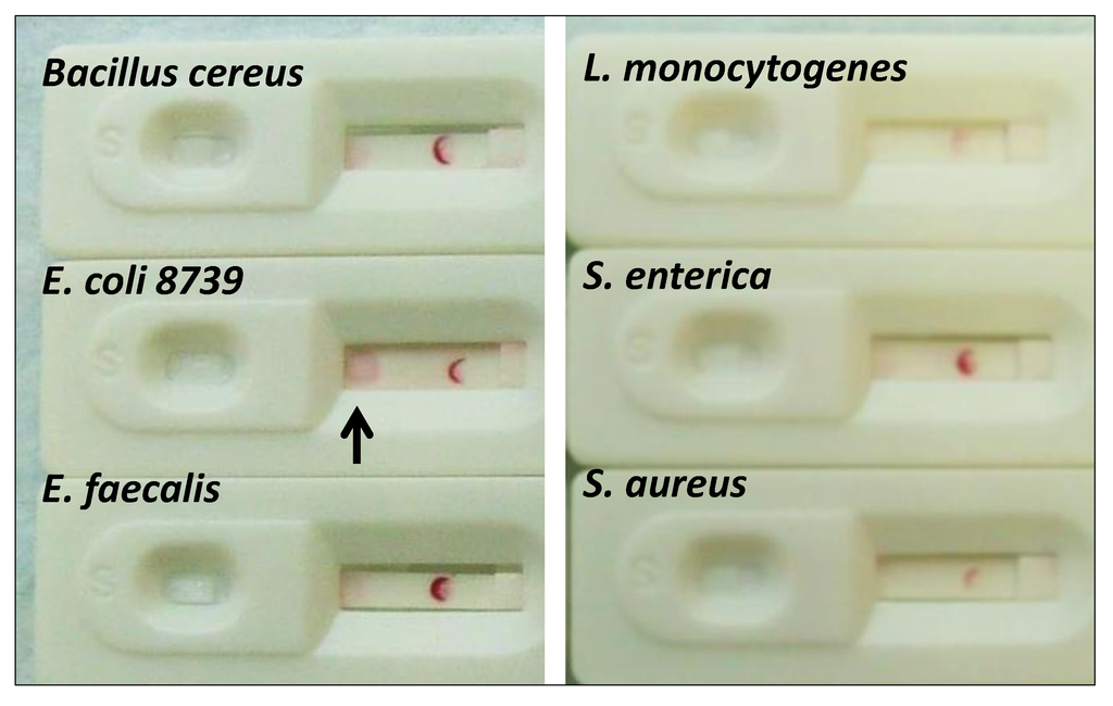 Pathogens 03 00341 g006 1024