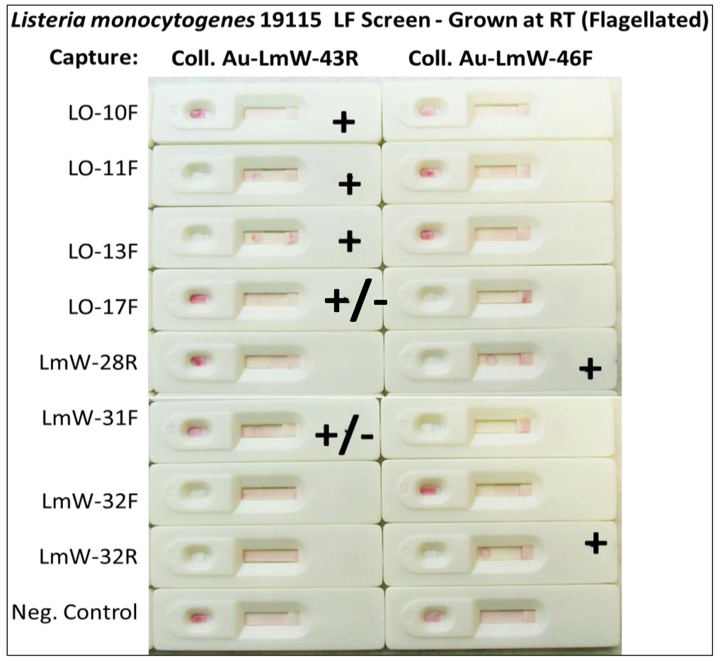 Pathogens 03 00341 g007 1024