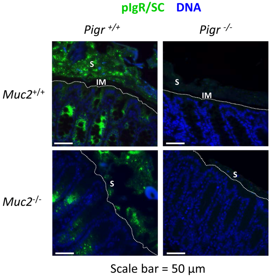 Pathogens 03 00390 g003 1024