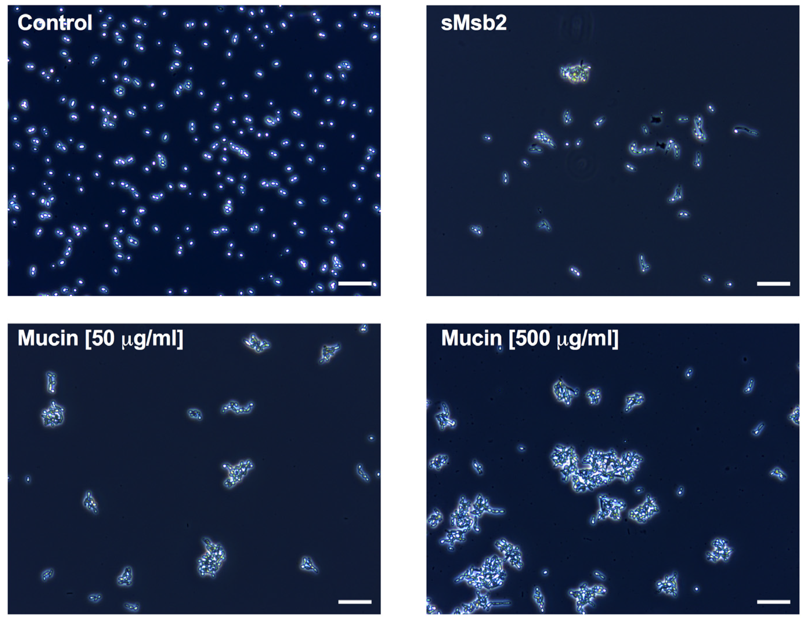 Pathogens 04 00752 g005