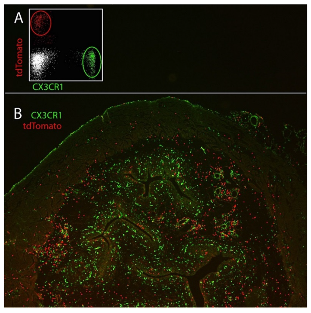 Pathogens 05 00015 g001 1024