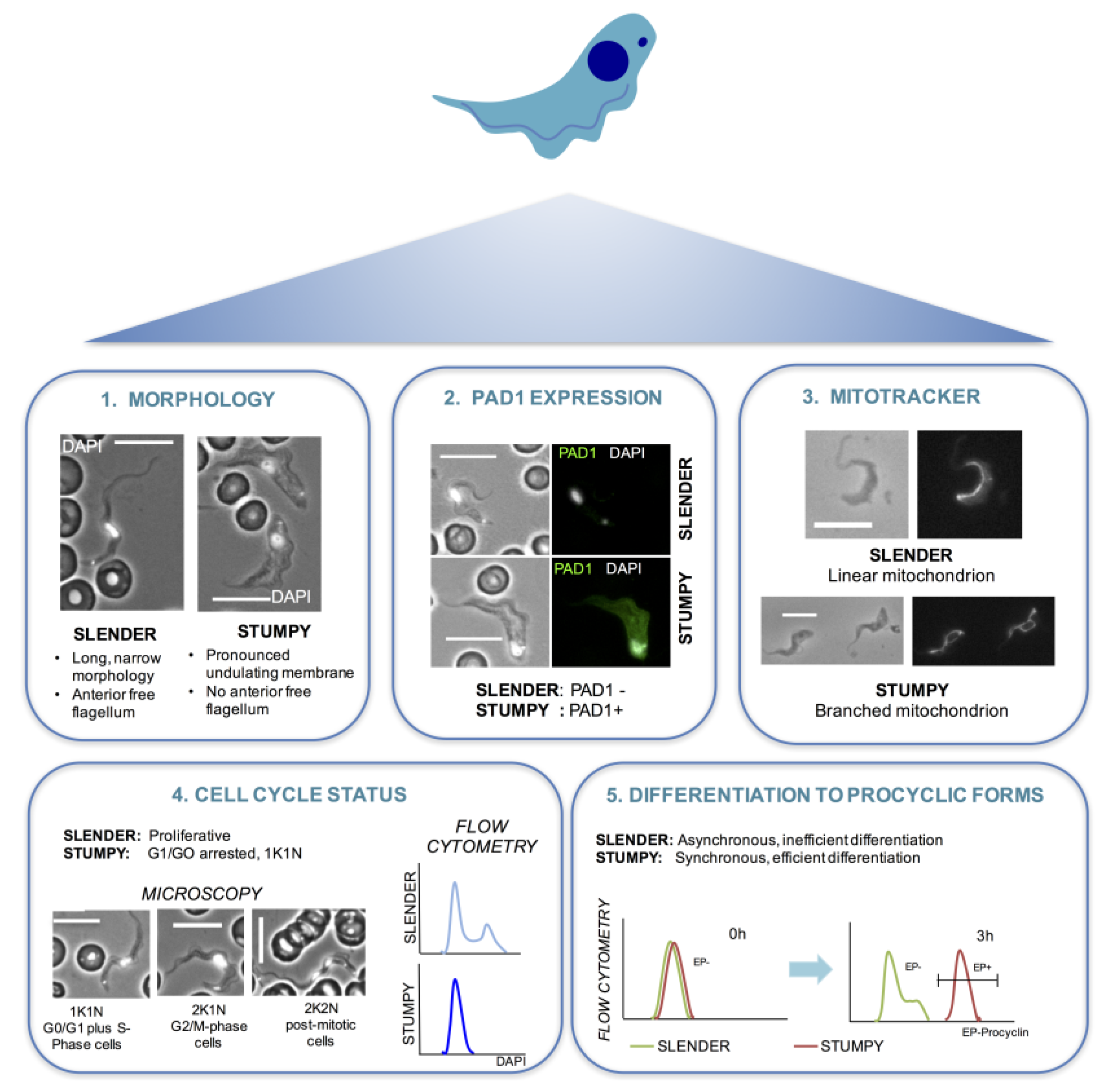 Pathogens 06 00029 g002