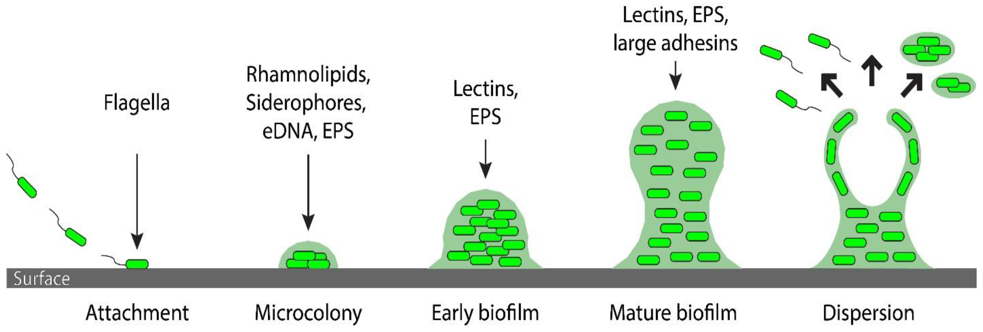 Bacterial Biofilm: Its Composition, Formation and Role in Human Infections
