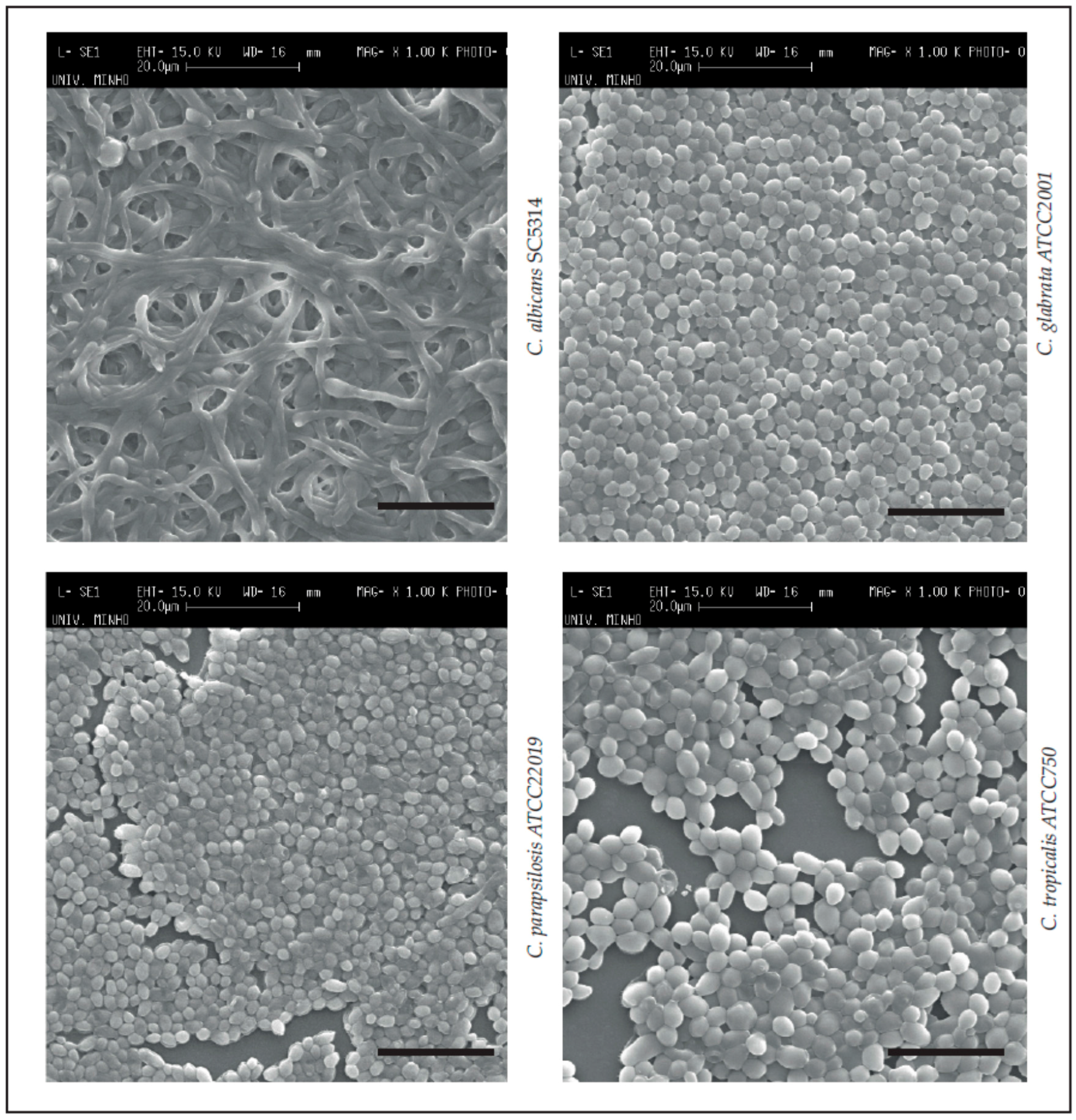 Pathogens 06 00062 g001 Pathogens 06 00062 g001