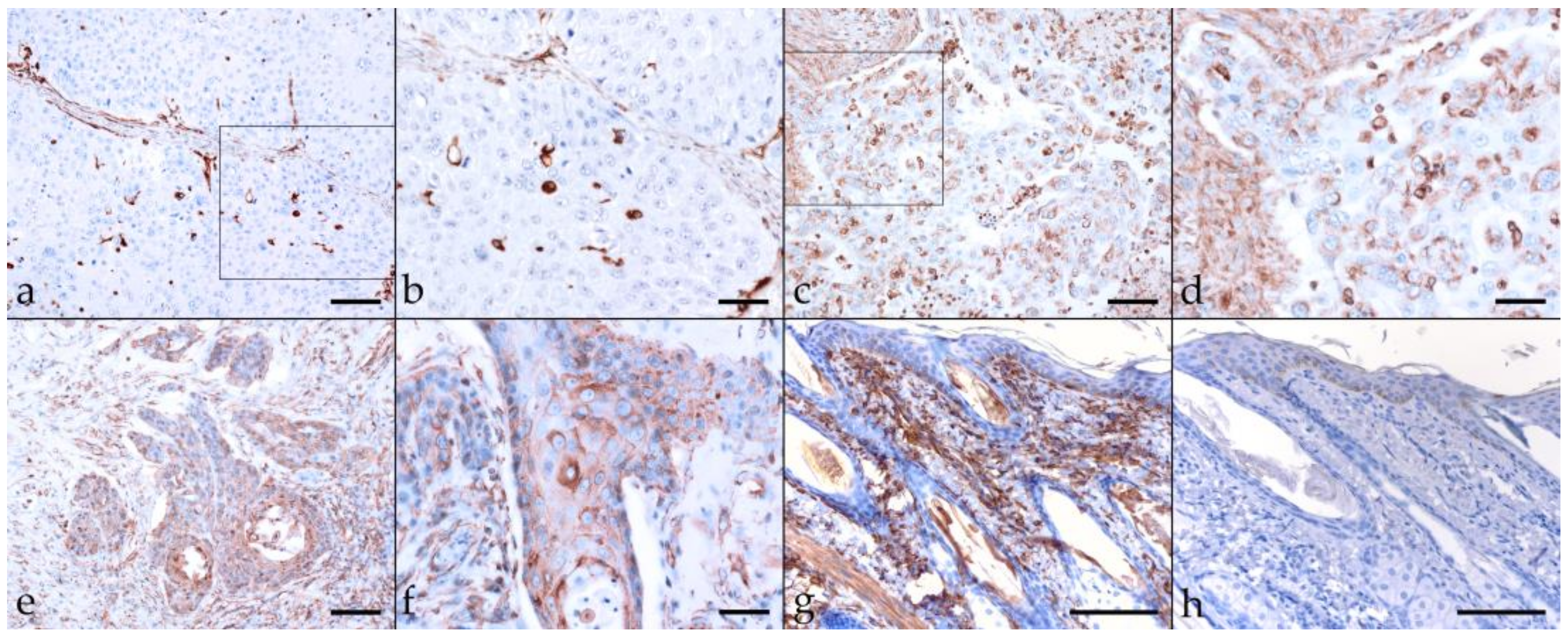 Pathogens 11 00266 g004