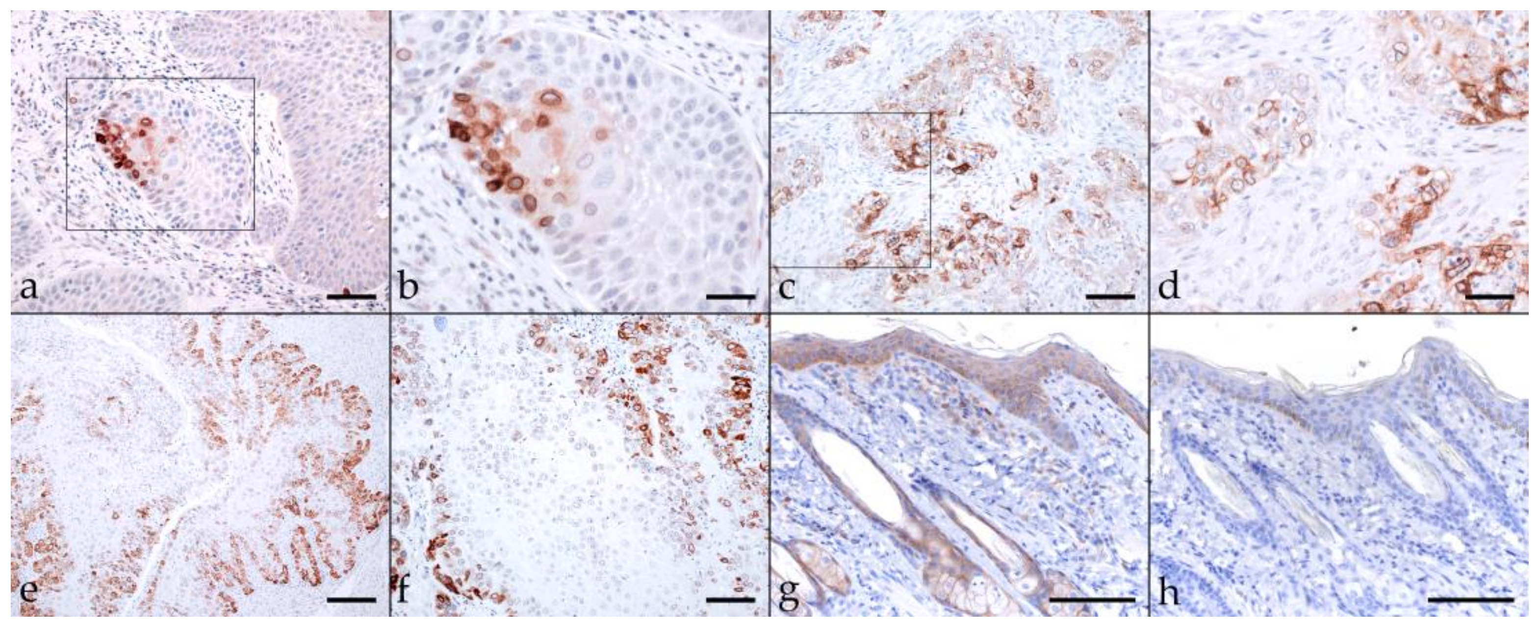 Pathogens 11 00266 g005