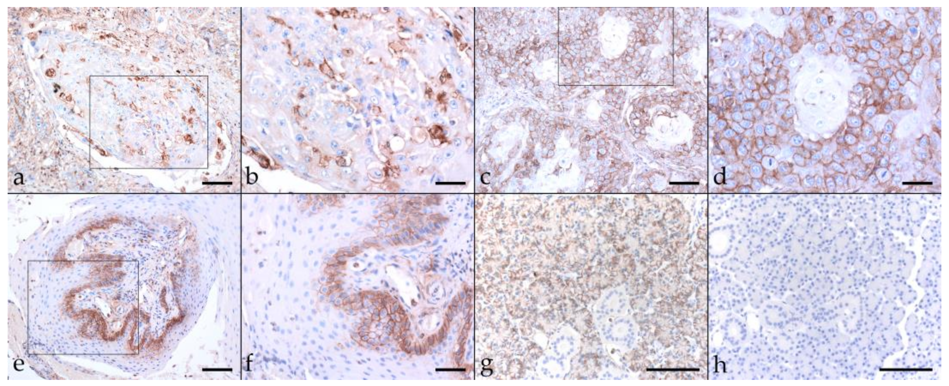 Pathogens 11 00266 g006