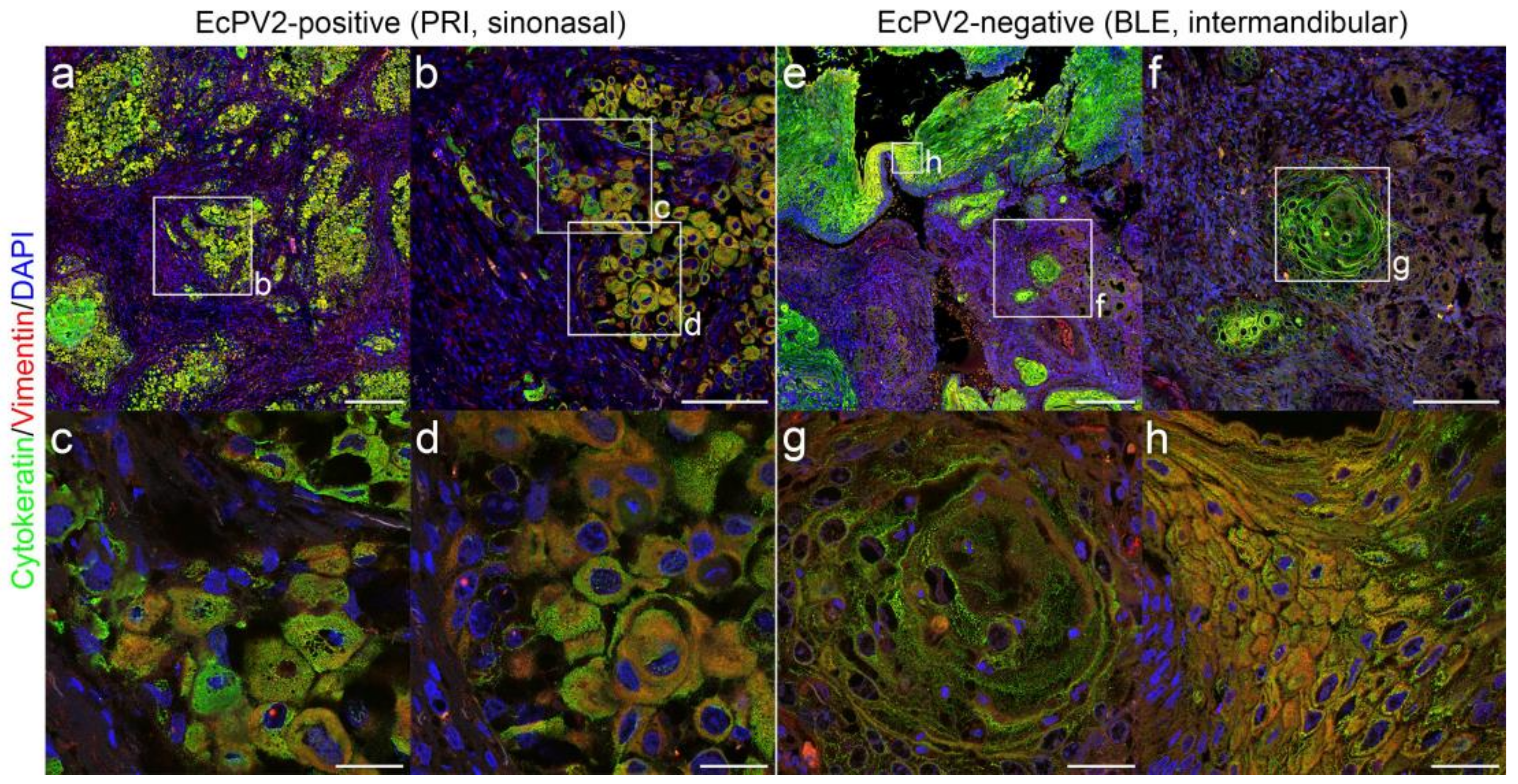 Pathogens 11 00266 g008