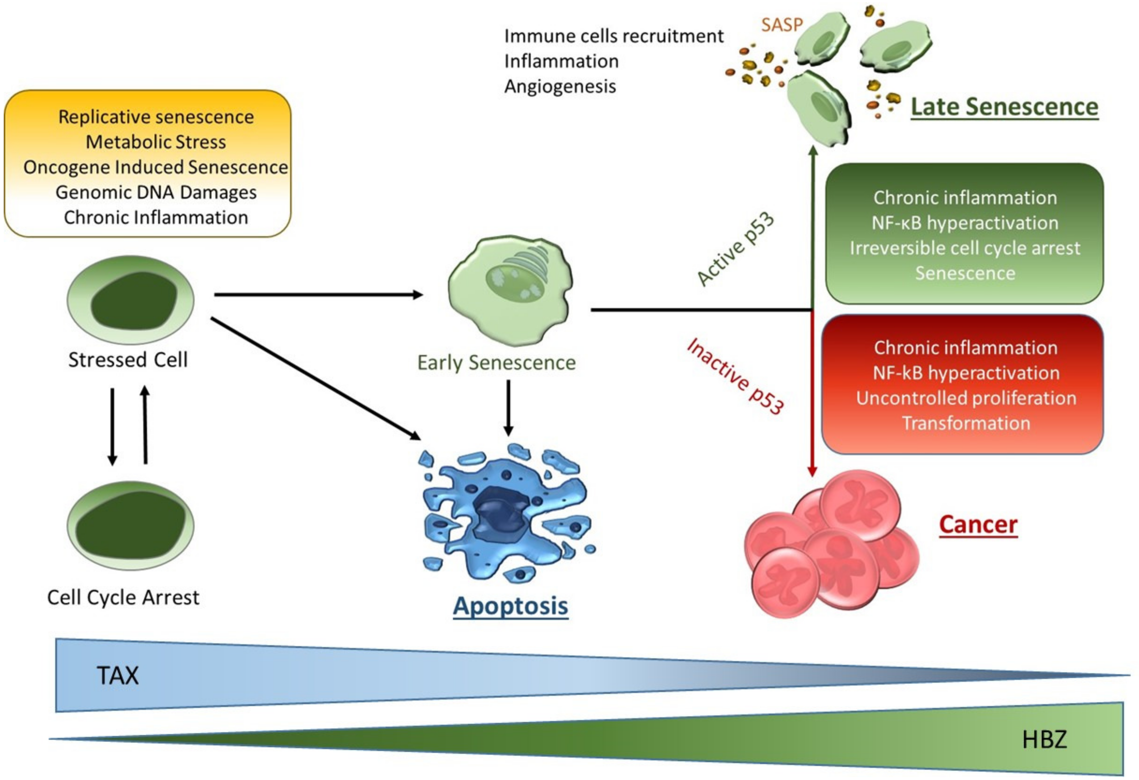 Pathogens 13 00087 g003 Pathogens 13 00087 g003