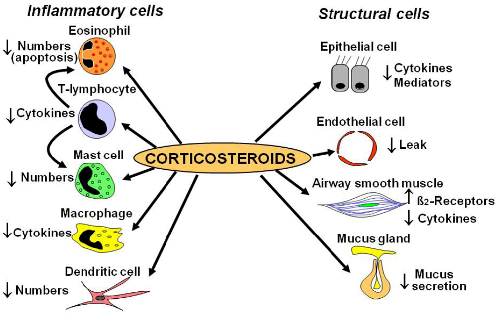 Topical Corticosteroids: Facts About Side Effects and Dosing
