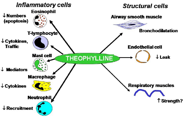 What company makes theophylline