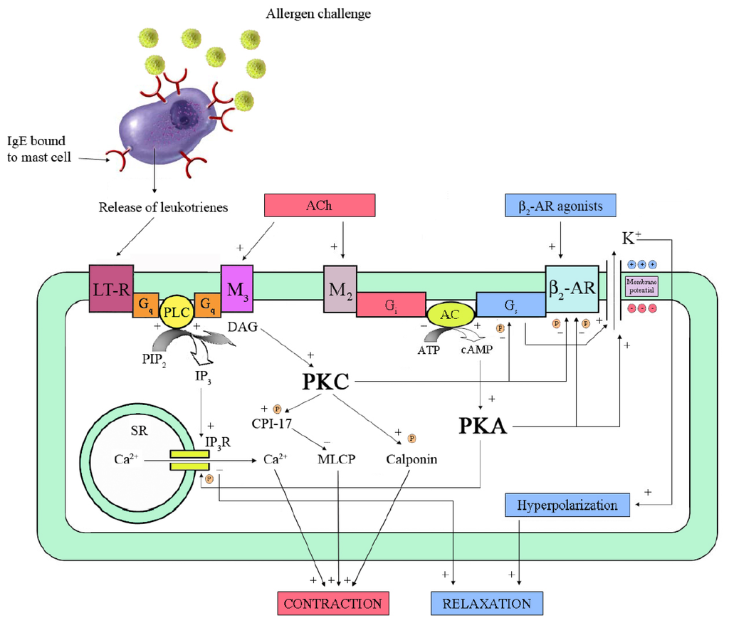 asthma and classification mechanism •asthma – classification by immunopathological phenotype type ii hypersensitivity • mechanisms of damage. asthma and classification mechanism •asthma – classification by immunopathological phenotype type ii hypersensitivity • mechanisms of damage.