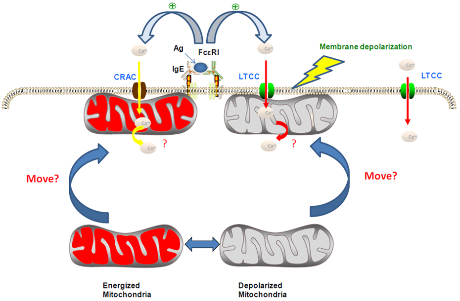the role of nsaids in the Understanding nsaids: from aspirin to cox-2 deal of controversy exists about the role of nsaids in chronic, overuse injuries (eg, lateral epicondylitis. the role of nsaids in the Understanding nsaids: from aspirin to cox-2 deal of controversy exists about the role of nsaids in chronic, overuse injuries (eg, lateral epicondylitis.