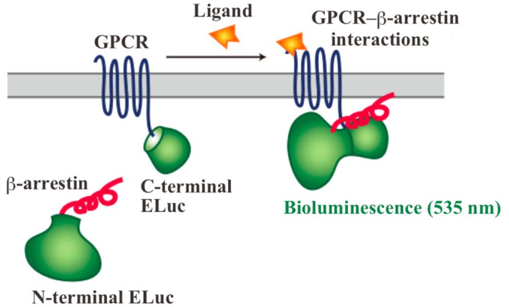 Pharmaceuticals 04 00457f1 1024