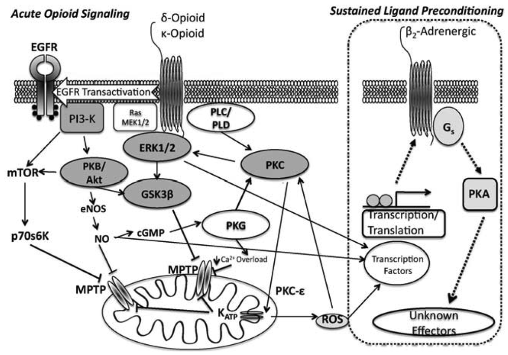 Pharmaceuticals 04 00470f1 1024