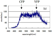 Pharmaceuticals 04 00524f13b 200