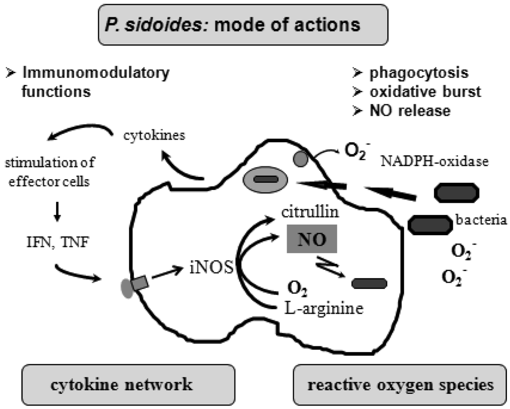 antimicrobial activity thesis antimicrobial activity thesis