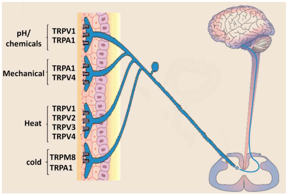 Pharmaceuticals | Free Full-Text | New Strategies to Develop Novel Pain