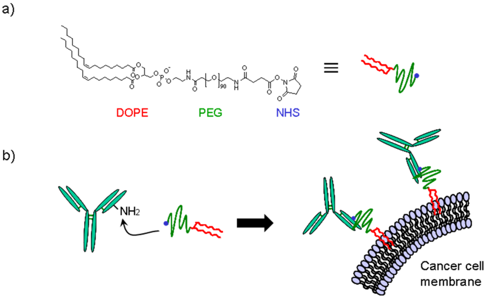Pharmaceuticals Free FullText Poly(ethylene glycol)LipidConjugated Antibodies Enhance