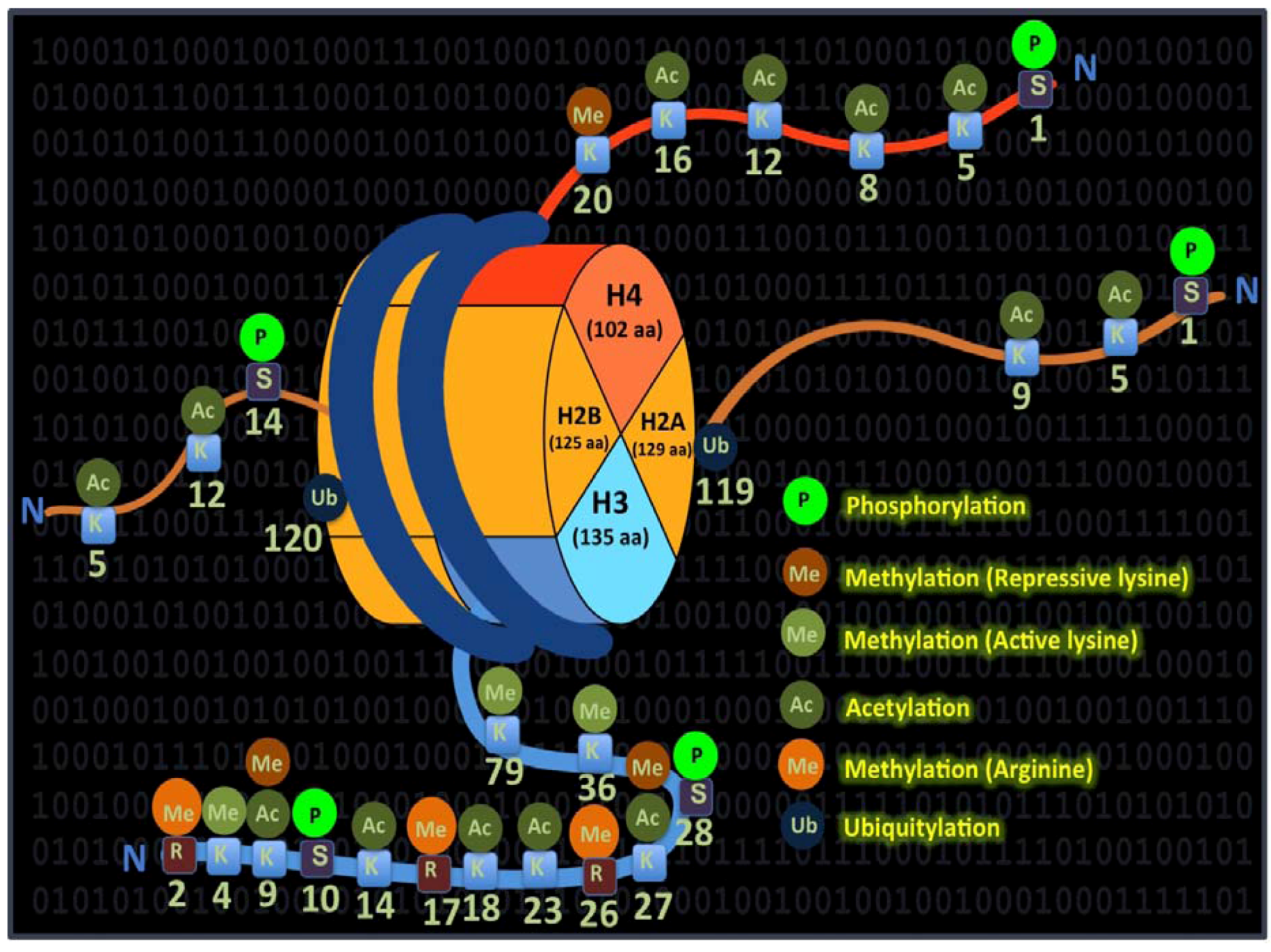 Pharmaceuticals 06 00001 g002