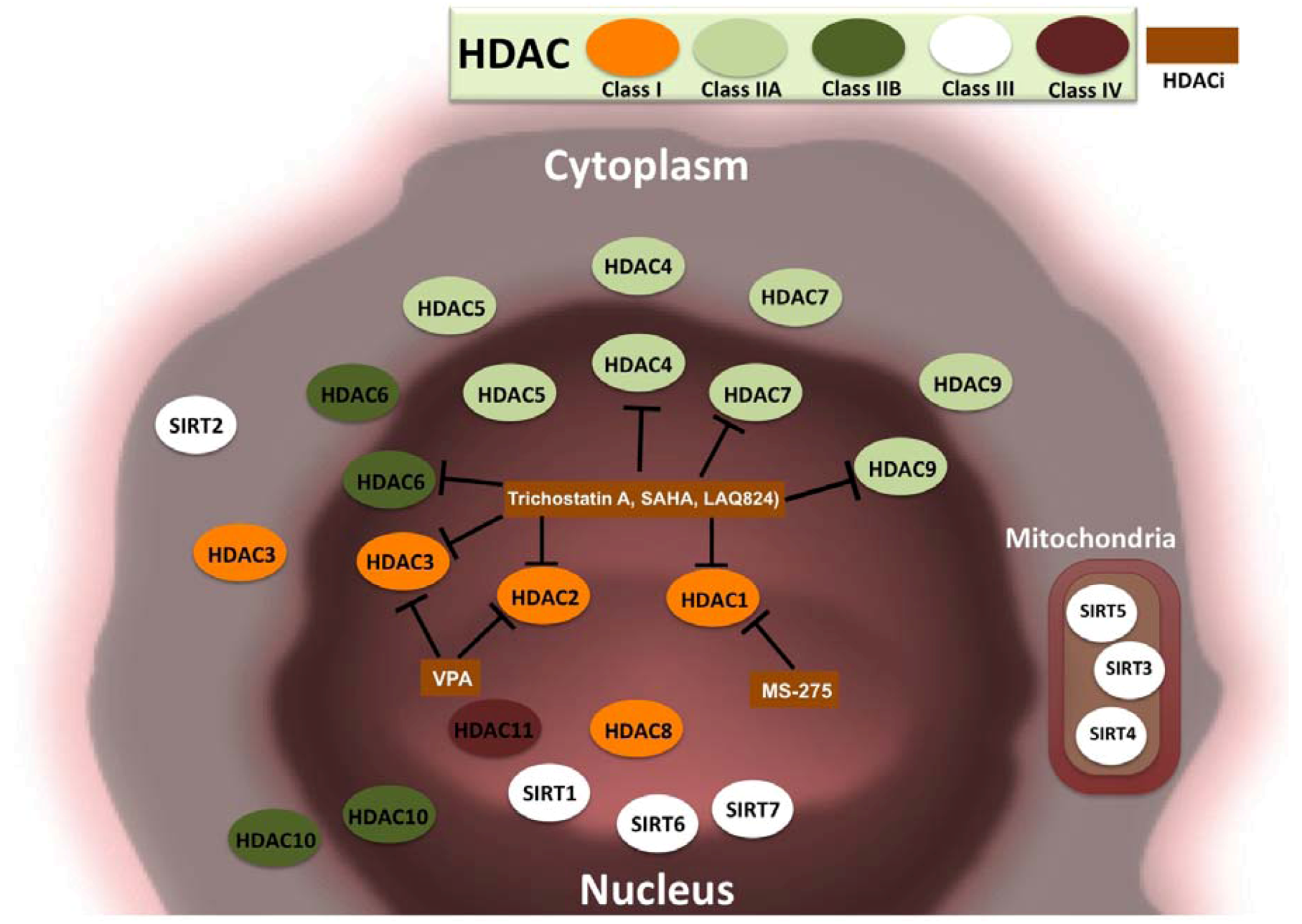 Pharmaceuticals 06 00001 g003