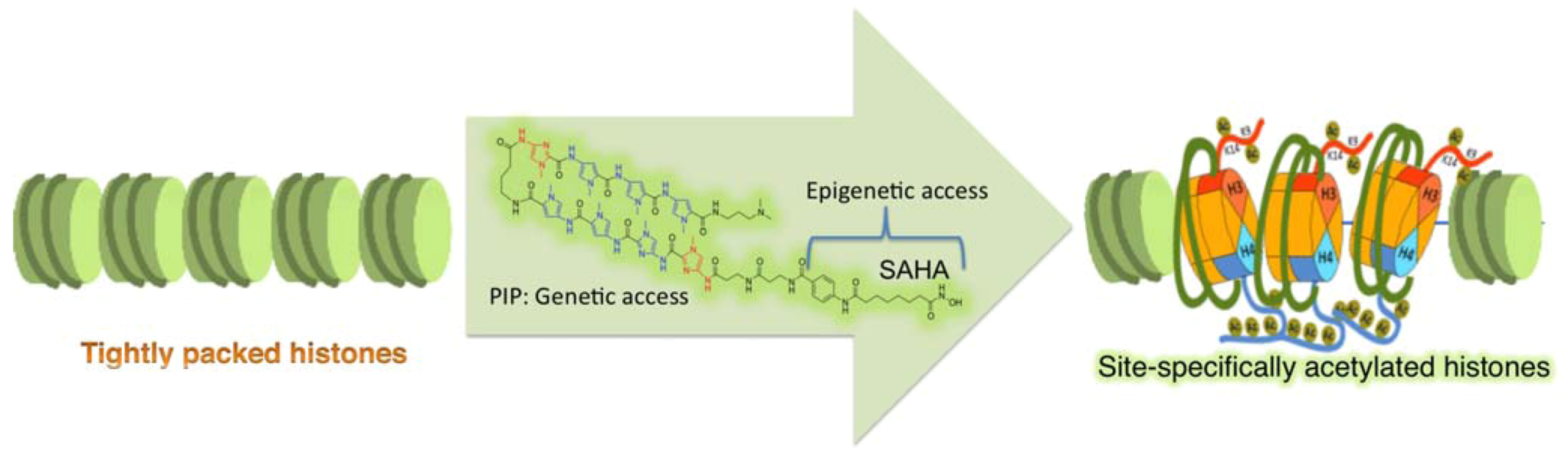 Pharmaceuticals 06 00001 g004