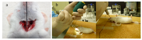 Pharmaceuticals 06 00223 g001 200