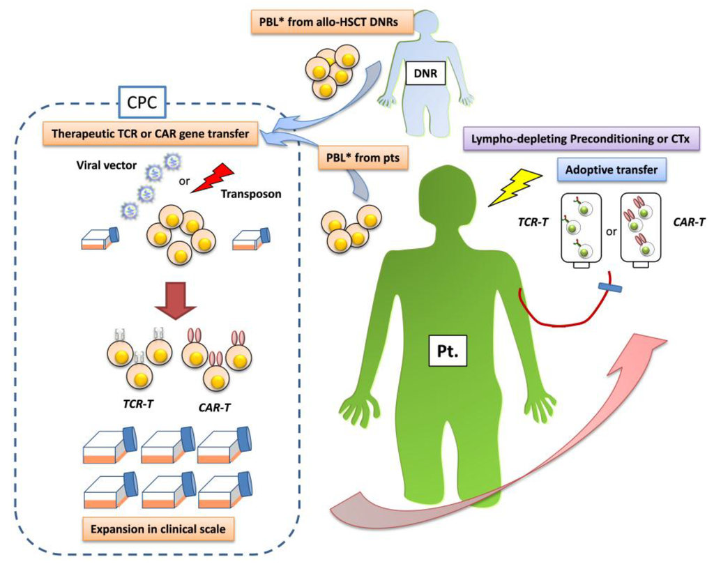 Image result for nk cell memory for cancer immunotherapy