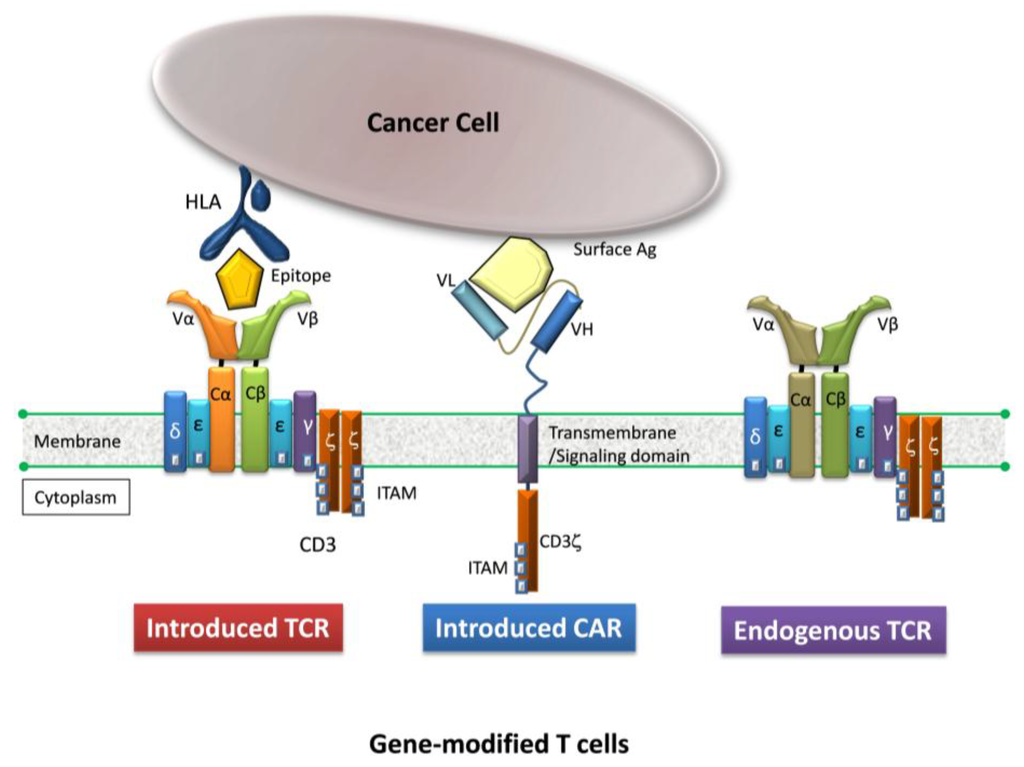 Pharmaceuticals Free FullText Adoptive Immunotherapy for