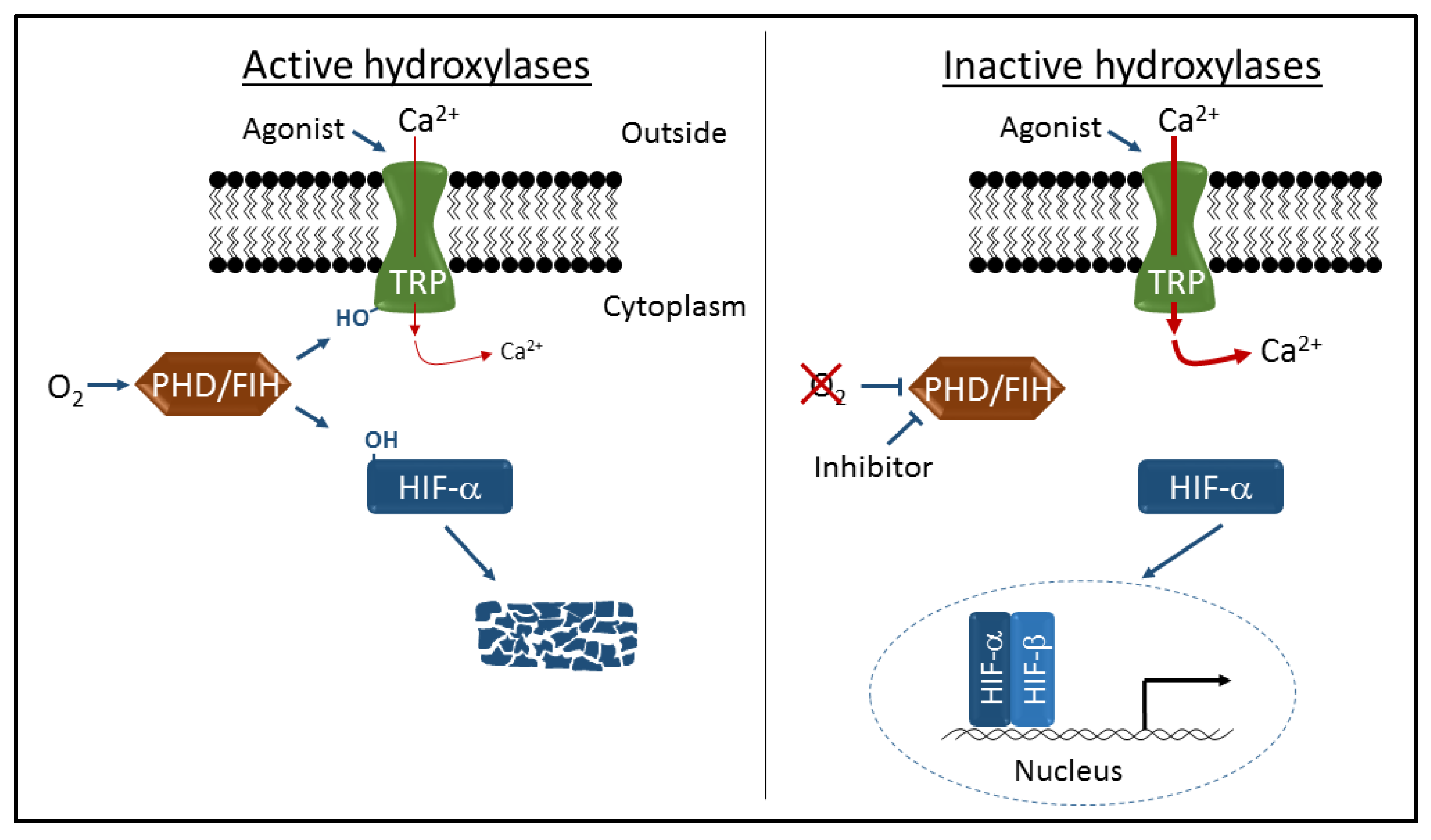 Pharmaceuticals Free FullText Modulation of TRP Channel Activity